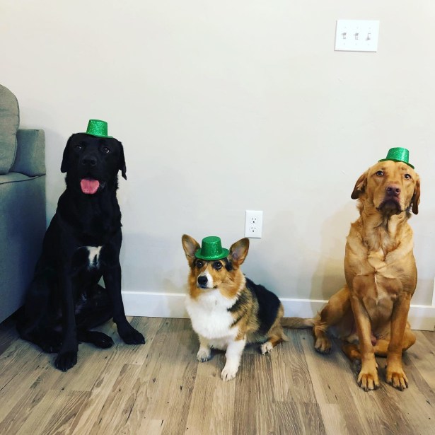 Ziggy, Finn and Simba